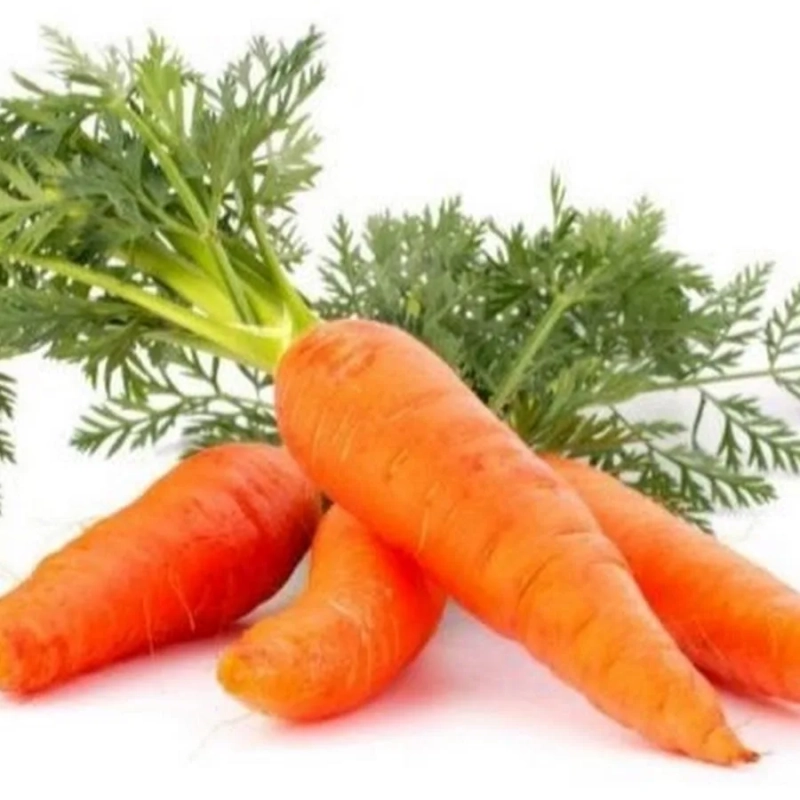 Морковь свеж