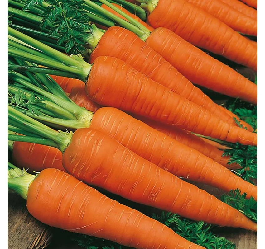 Морковь свеж