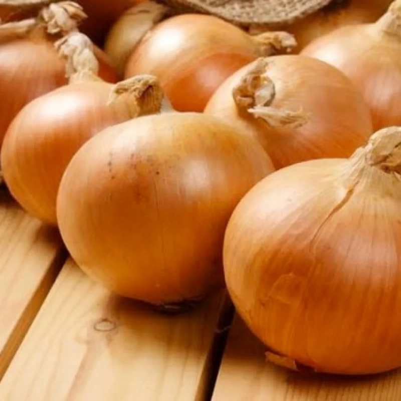 Лук репчатый