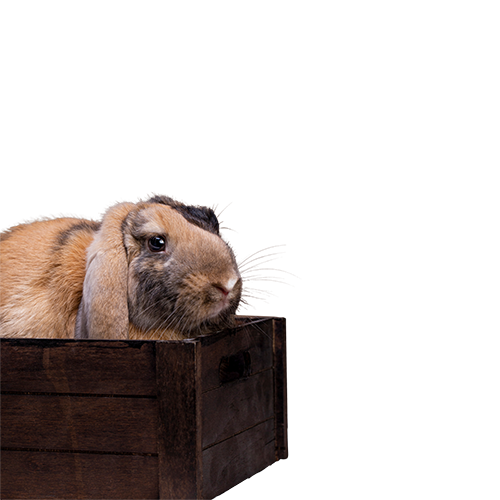 Корма для прочих животных