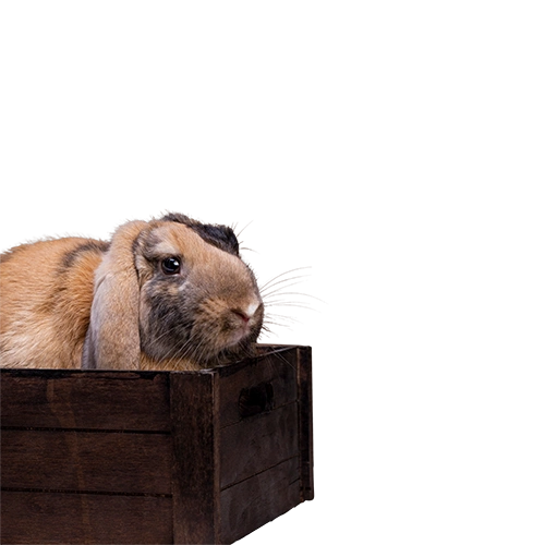 Корма для прочих животных