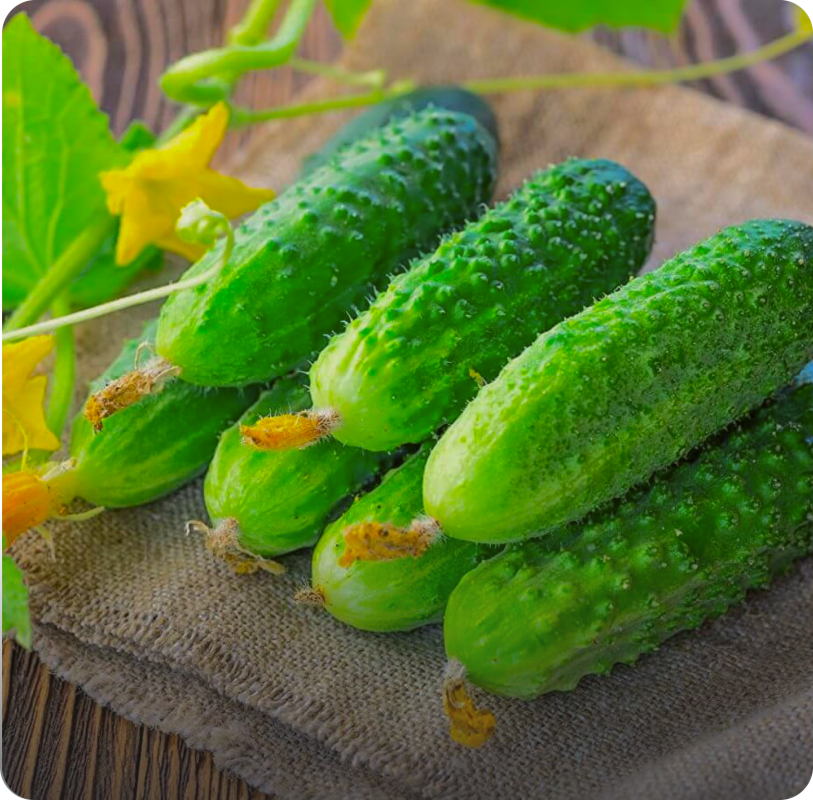 Огурцы свежие