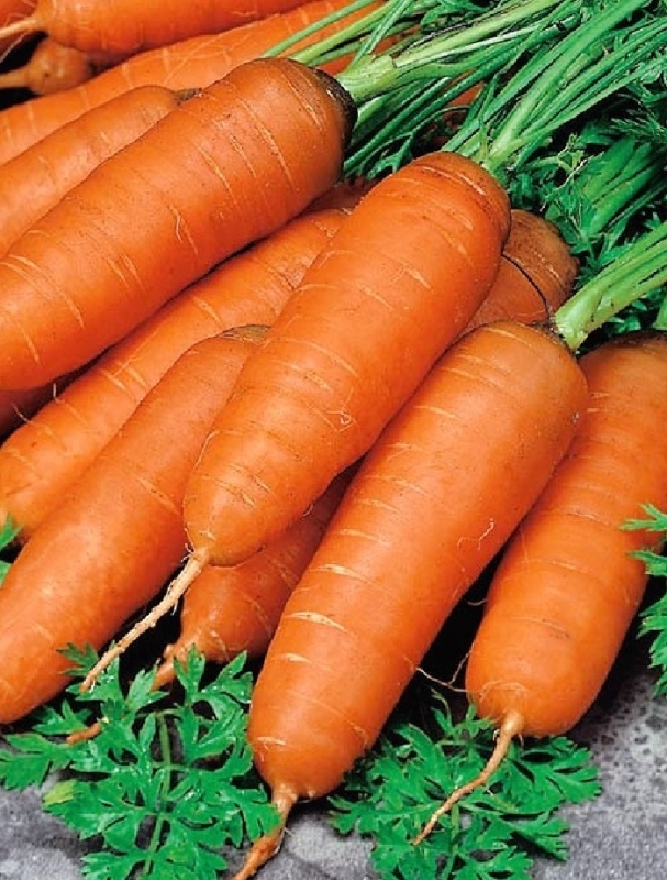 Морковь свеж